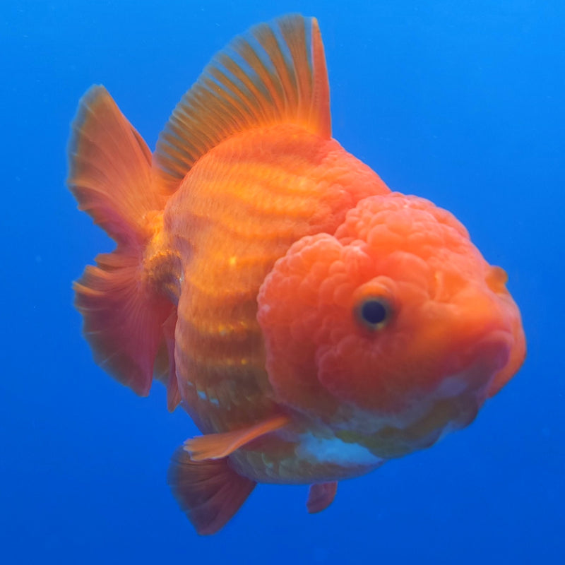 Thai Jumbo Oranda Red & White 5in Female (FEB-227)BLUETUB1