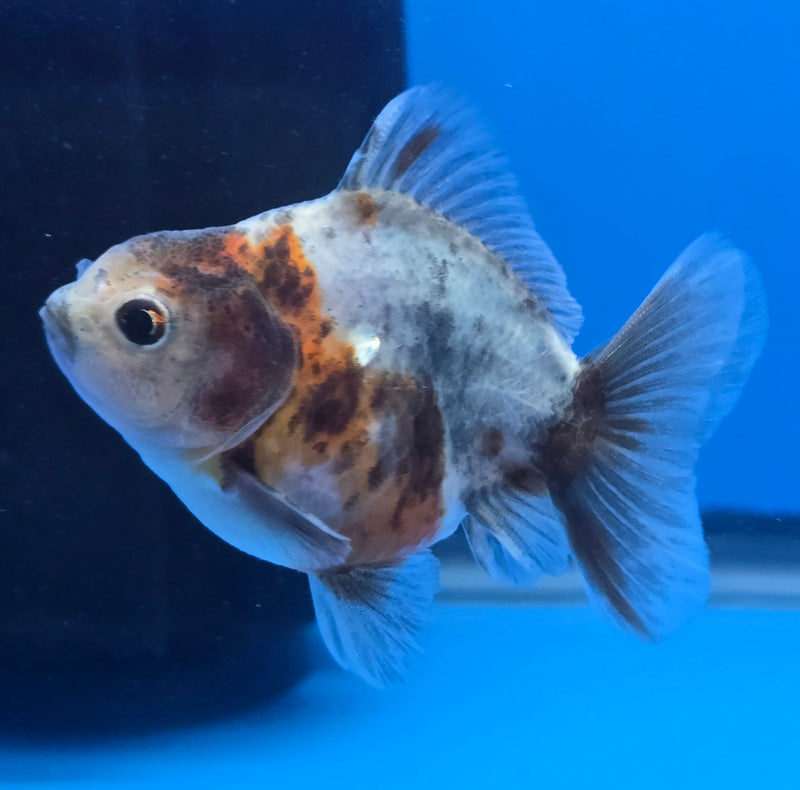 Thai Shogun Calico Oranda 2.5" Body Male A+ Grade(CK-608)R3A03