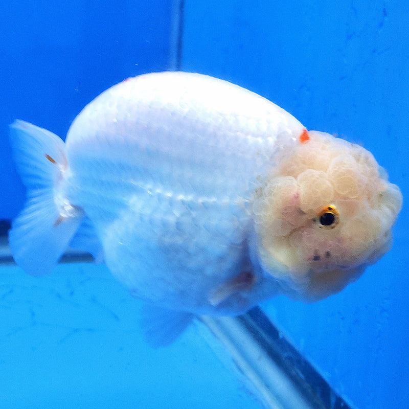 Thai Ranchu Lemonhead 3.5” Body Female(FEB-351)SHOWTANKB
