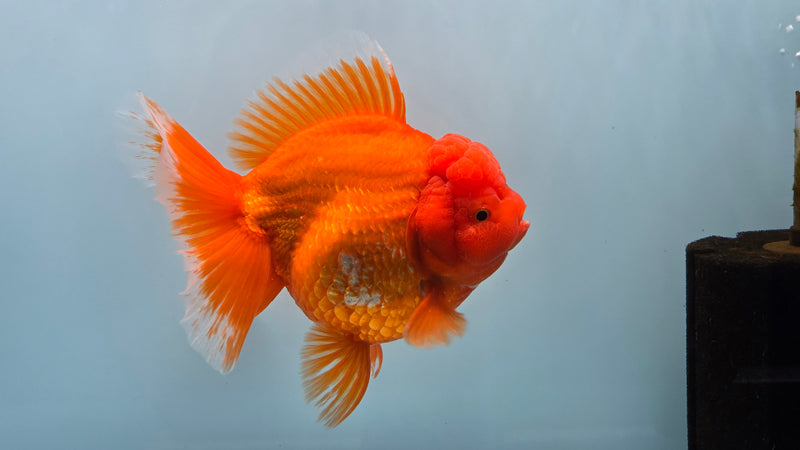 Thai Premium Super Jumbo Red/White 5.50 inch Body Oranda Female (CRP-JO1019)