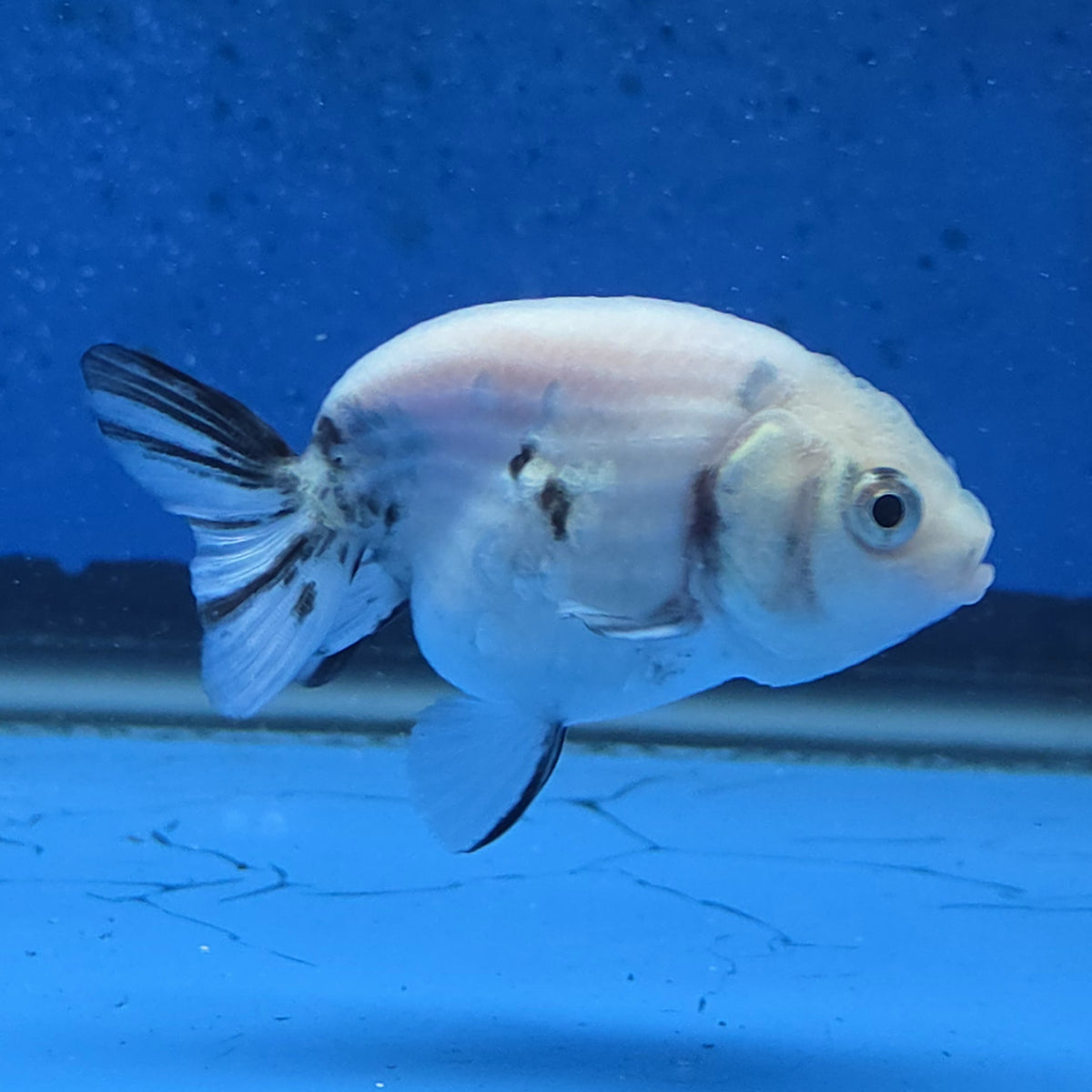 Thai Ranchu White Tiger 2.00" Body Female (FEB-870)R2B02