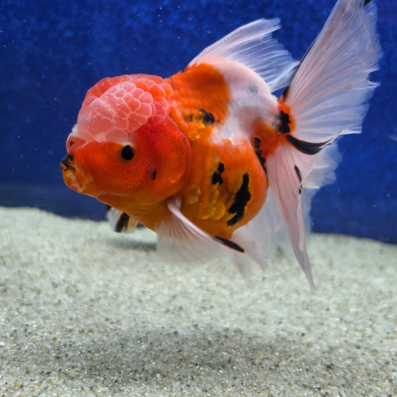 Thai Oranda Tri Color Tiger 4 in Female (FEB-460)BLUETUBA