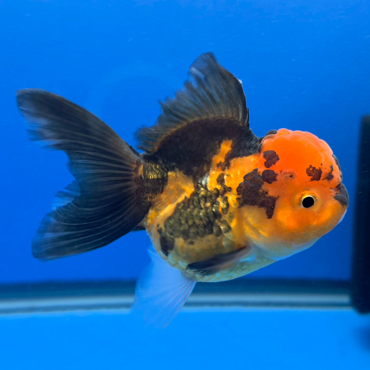 Thai Oranda Apache Tiger 3.25” Female(FEB-888)R2B09