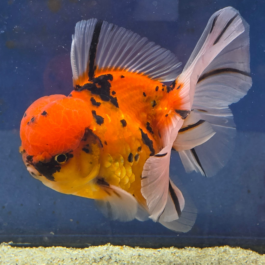 Thai Oranda Tiger Sakura 4.00" Body Male (FEB-734)SHOWTANKB
