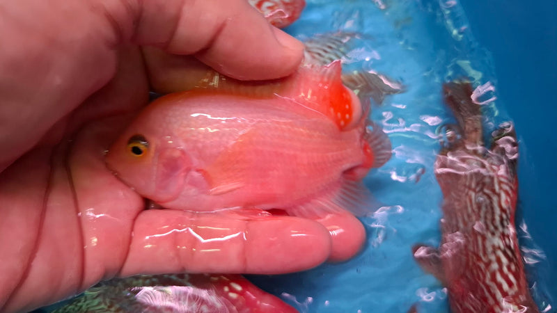 Super Red Monkey 4.00 inch Male (SNOW-SRM)