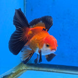 Thai Oranda Apache 3 inch Body Male (FEB-871)R2B02