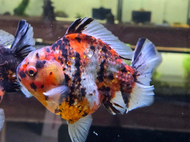 Thai Red Tiger Calico Oranda Yuanbao by NK Thailand 4.00 inch Body Male (NK-1052)SHOWTANK