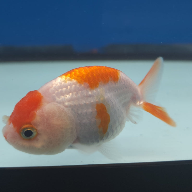 Chinese Ranchu Red & White 2in Female (FEB-331)R3B16