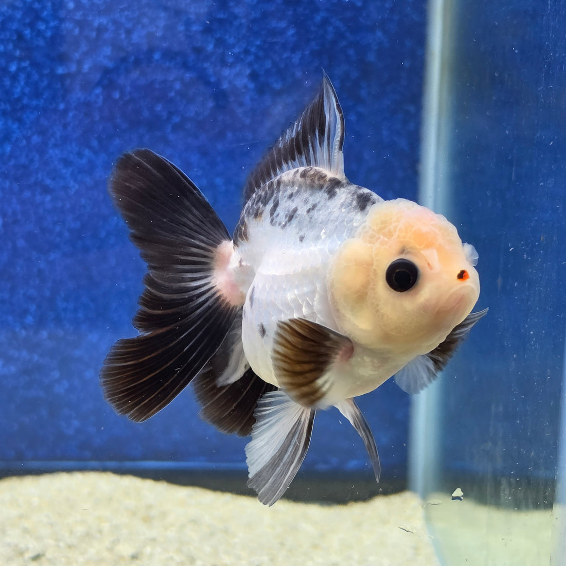 Thai Oranda Lemon head Panda 2.7” Male(FEB-650)R3B21