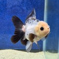 Thai Oranda Lemon head Panda 2.7” Male(FEB-650)R3B21