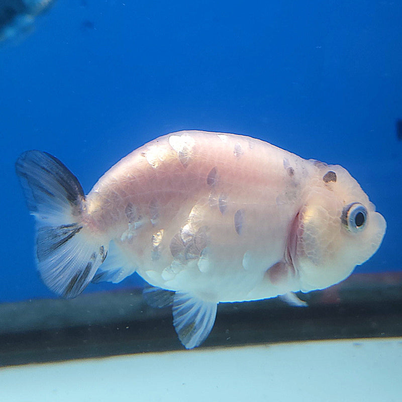 Thai Ranchu White Tiger 2.5in Female (FEB-345)R3A14