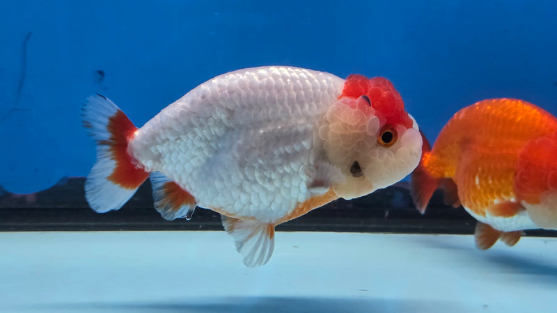 Thai Red/White Lionchu Ranchu 3.00 inch Body Male (NNN-2087)R4C08
