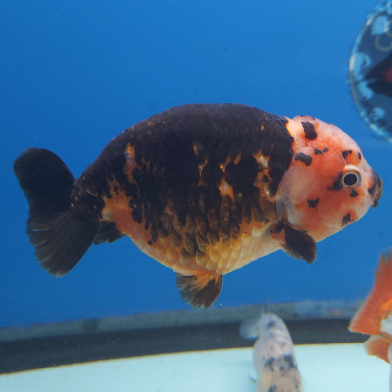 Chinese Ranchu Calico 3.5” Body Male(FEB-347)R2B13