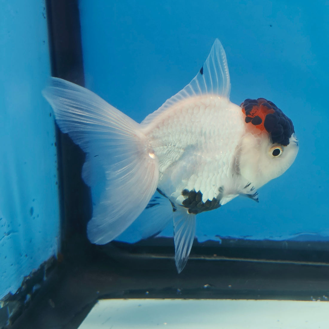 Thai Oranda Black Red Head Panda Jumbo Short body breed 2.5" Body Female 6mths(FEB-559)R3B22