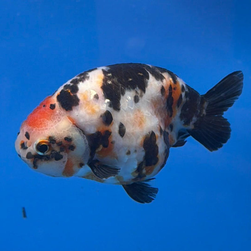 Chinese Ranchu Tiger Calico 4in Male (FEB-283)BLUETUBC