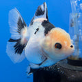 Thai Oranda Lemon Head Panda Jumbo Breed 2.8" Body Female 6mths(FEB-540)R3B21