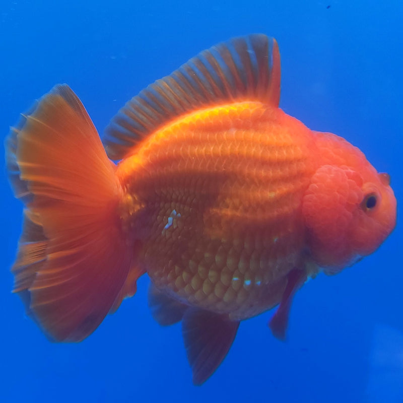 Thai Jumbo Oranda Red & White 5in Female (FEB-227)BLUETUB1
