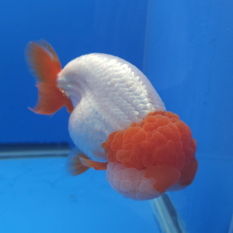 Thai Jumbo Ranchu Red & White 5in Female (FEB-214)SHOWTANK2