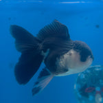 Thai Oranda Panda 3.5” Male(FEB-713)R1A07