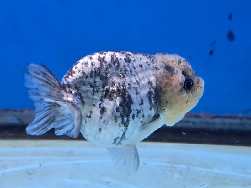 Thai White Tiger Ranchu 3.00 inch Body Female (NNN-2065)R1A05