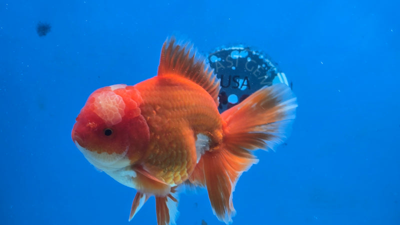 Thai Jumbo Red/White Oranda 4.5" Body Male Giant Breed (CRP-JO1080)BLUETUB2