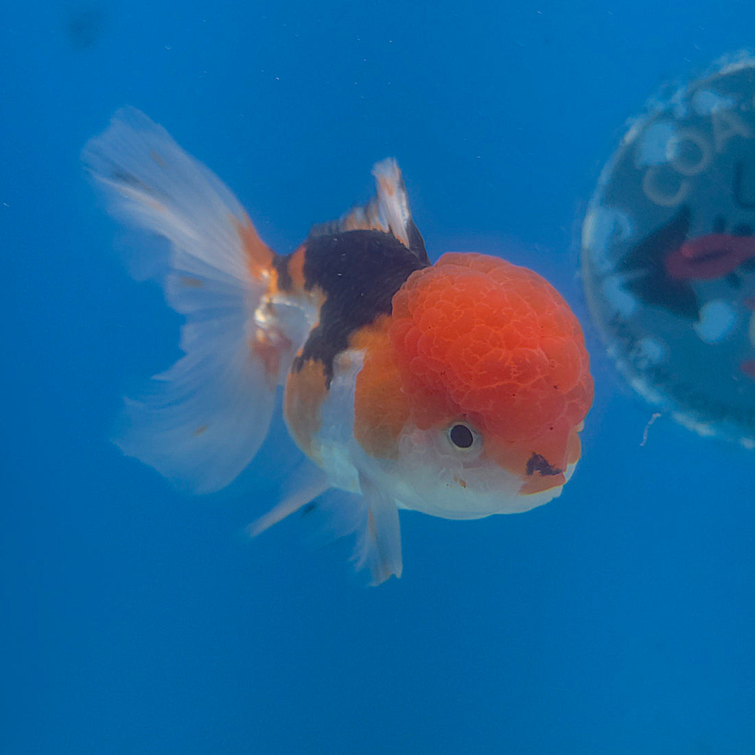 Thai Oranda Tri-Color 3.5” Female(FEB-715)R1A07