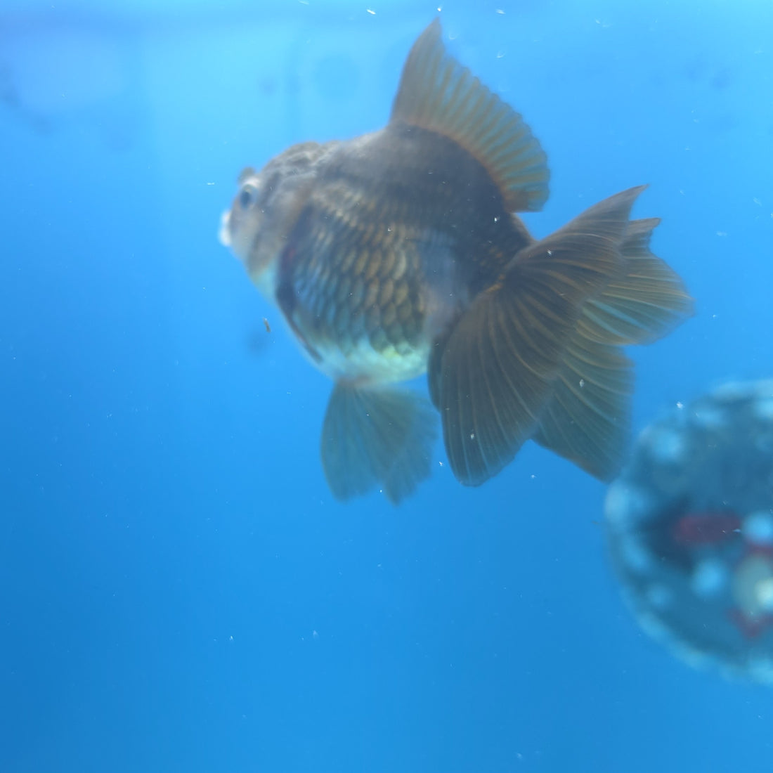Thai Oranda Panda Silver 2.5” Female(FEB-663)R3B04