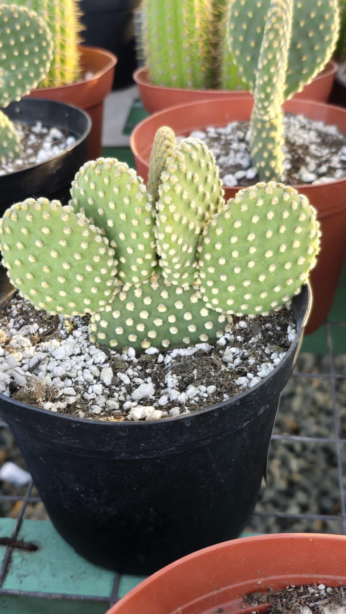 Bunny ears cactus Opuntia microdasys in 6 inch pot