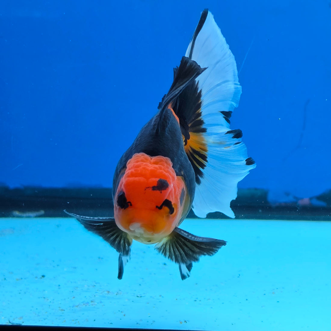 Thai Oranda Apache Butterfly Tail 3.5 in Male (FEB-517)R3A08