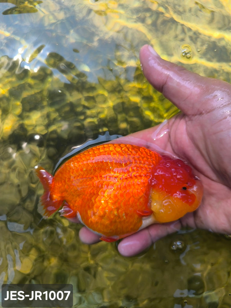 Thai Dragon Head Ranchu Red & White 4.00 inch Body (JES-JR1007)