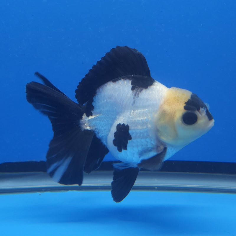 Thai Panda 3in Male (FEB-206)R3A05