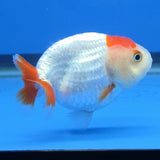 Thai Ranchu Red and White 2.50" Body Female (FEB-814)R2B05