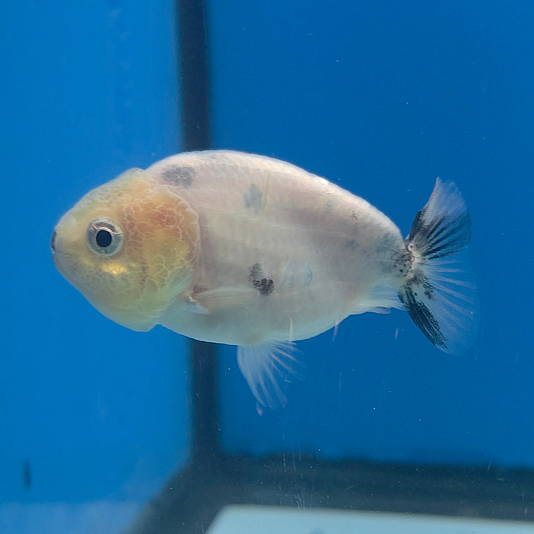 Thai Ranchu Lemonhead Sakura 2.5in Female (FEB-705)R3B18