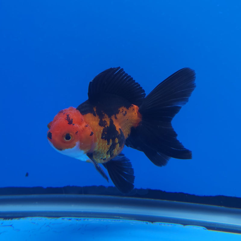 Thai Oranda Apache 2.5” Female (FEB-247)R3B04