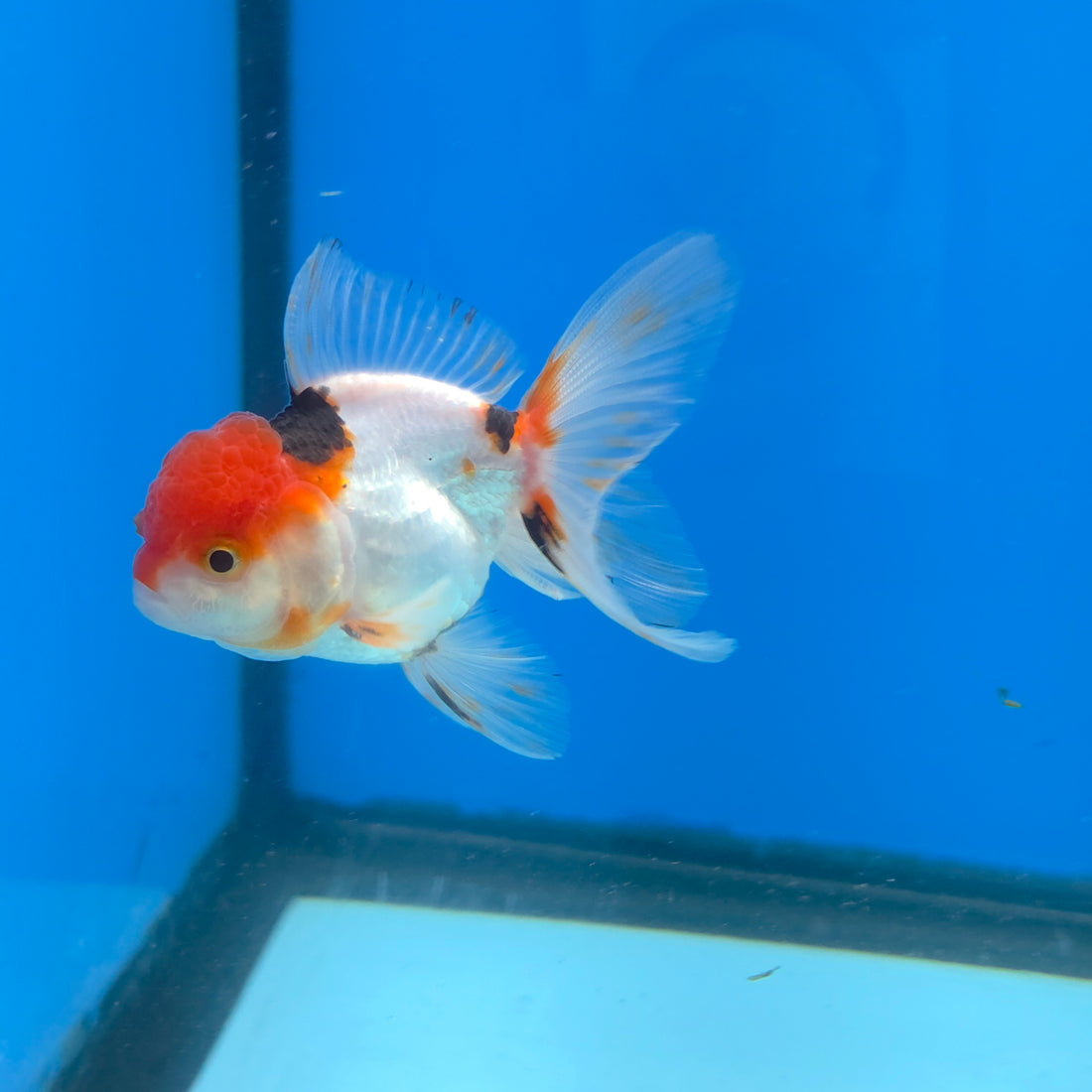 Thai Oranda Red Cap Panda Short body breed 2.5" Body male 6mths(FEB-562)R3B22