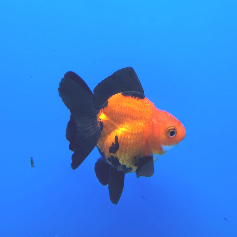 Thai Oranda Apache 2.5” Female (FEB-246)R3B04