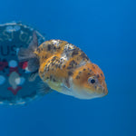 Thai Ranchu Gold Calico 2.5in Female (FEB-706)R3B18