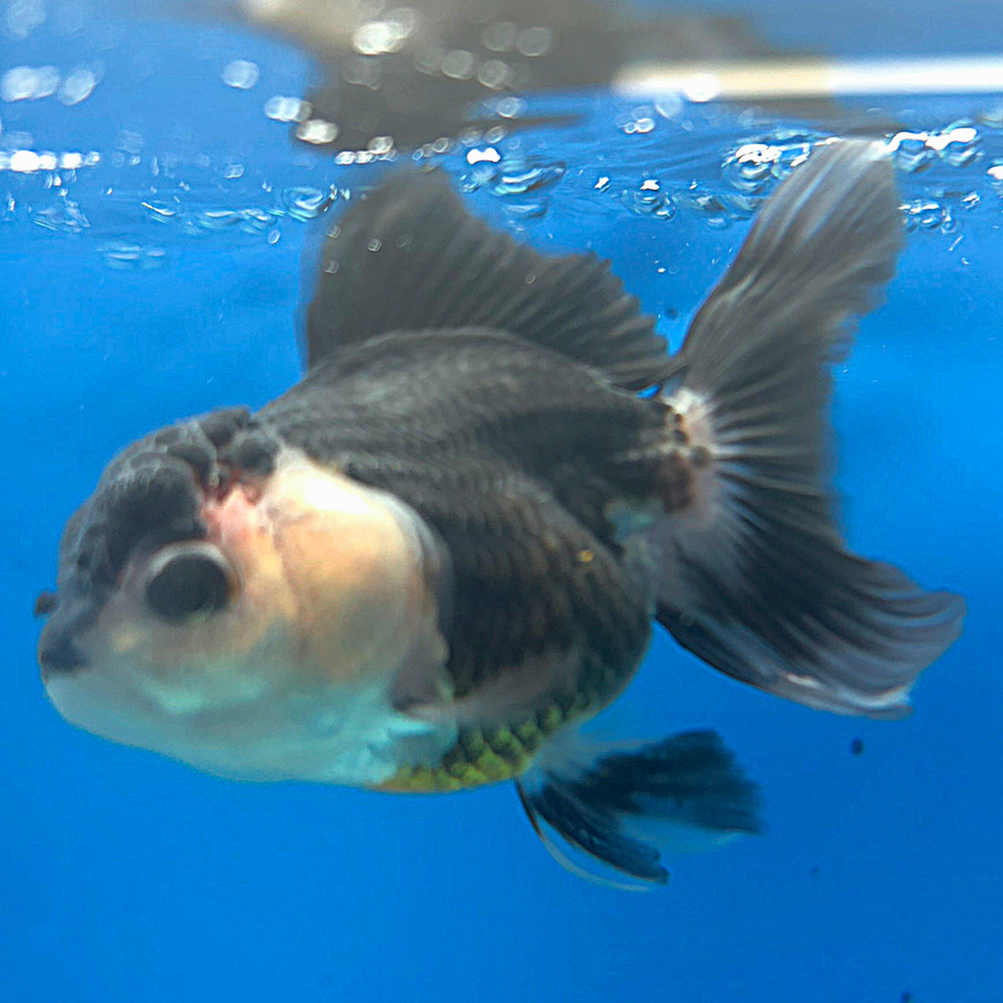 Thai Oranda Panda 2.5” Male(FEB-631)R3B15