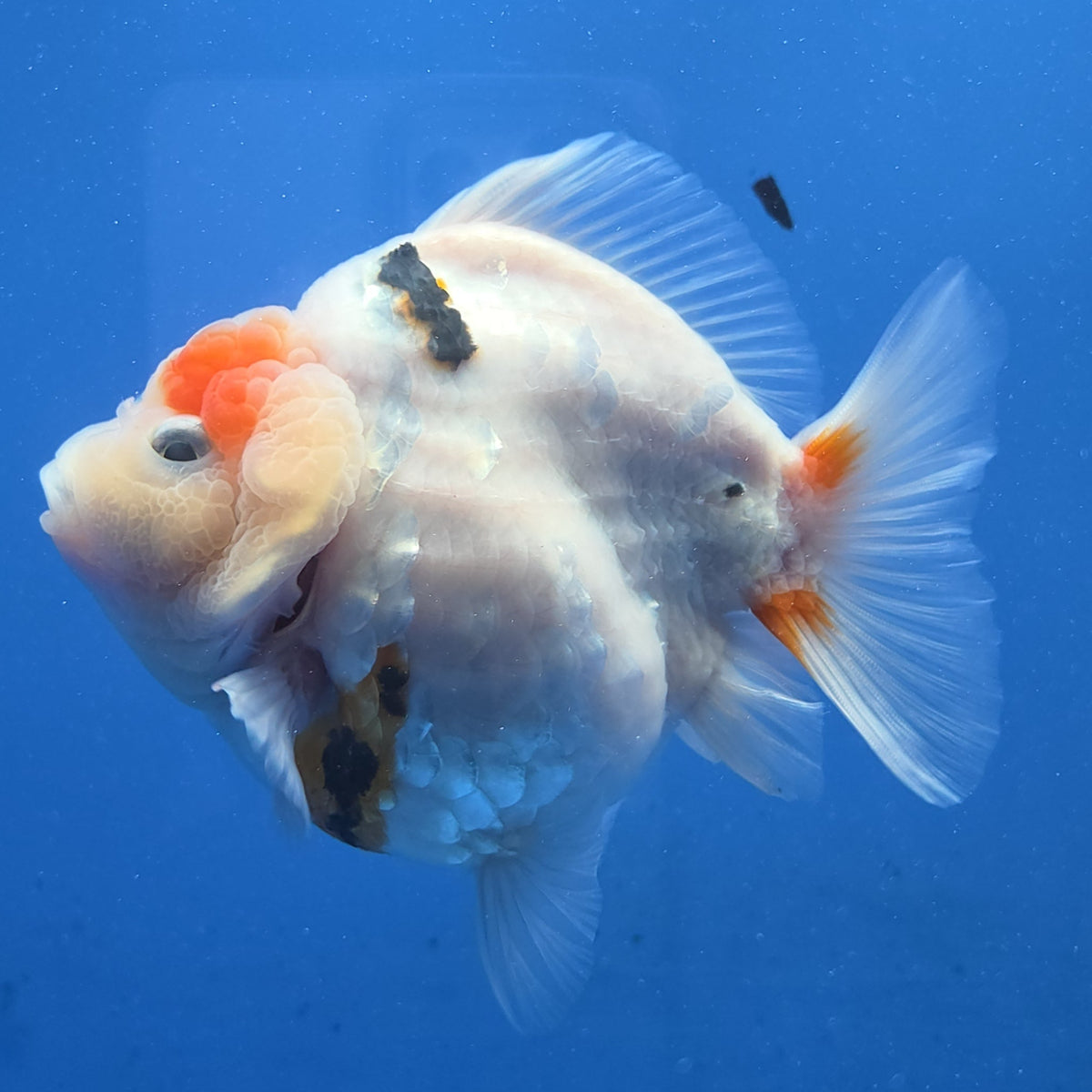 Thai Oranda Red Cap Tri color Sakuda Godzilla 4 inch Body male (G-FEB-113)BlueTubB