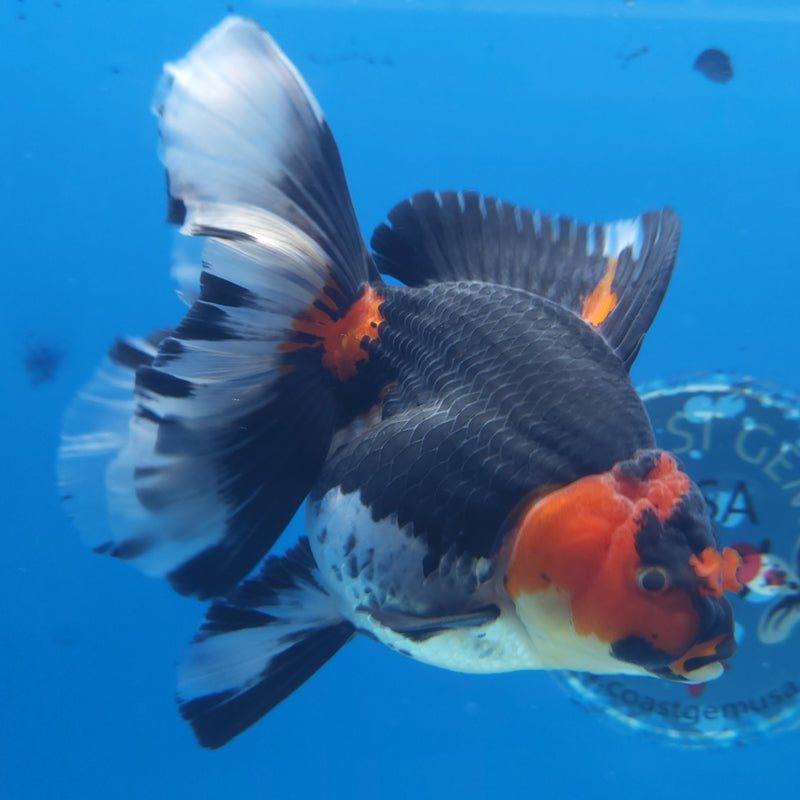 Thai Jumbo Oranda Tri-Color 5in Female (FEB-217)BLUETUB2