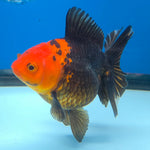 Thai Oranda Jumbo Breed Apache 3.5" Body Female (FEB-609)