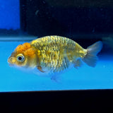Thai Ranchu Tiger Calico 2.50" Body (FEB-875)R2B06