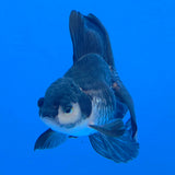 Thai Oranda Panda 3.00 inch Body Female(FEB-840)R2B04