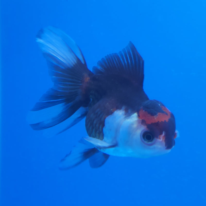 Thai Oranda Apache Panda Tri-Color 2.5 F (FEB-194)R3A06
