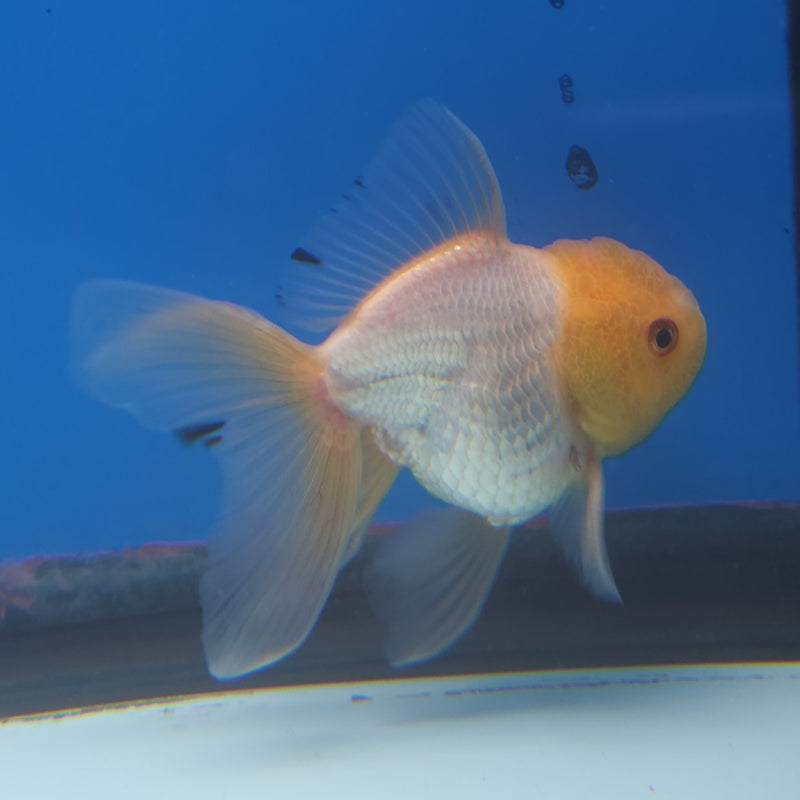 Thai Oranda Lemonhead 2.5” Male (FEB-265)R3B18