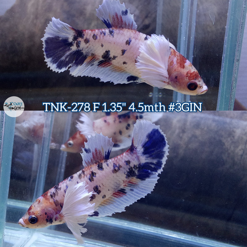 Live Female Betta Fancy Koi Dumbo Big ear Plakad (TNK-278) High quality what you see what you get!!
