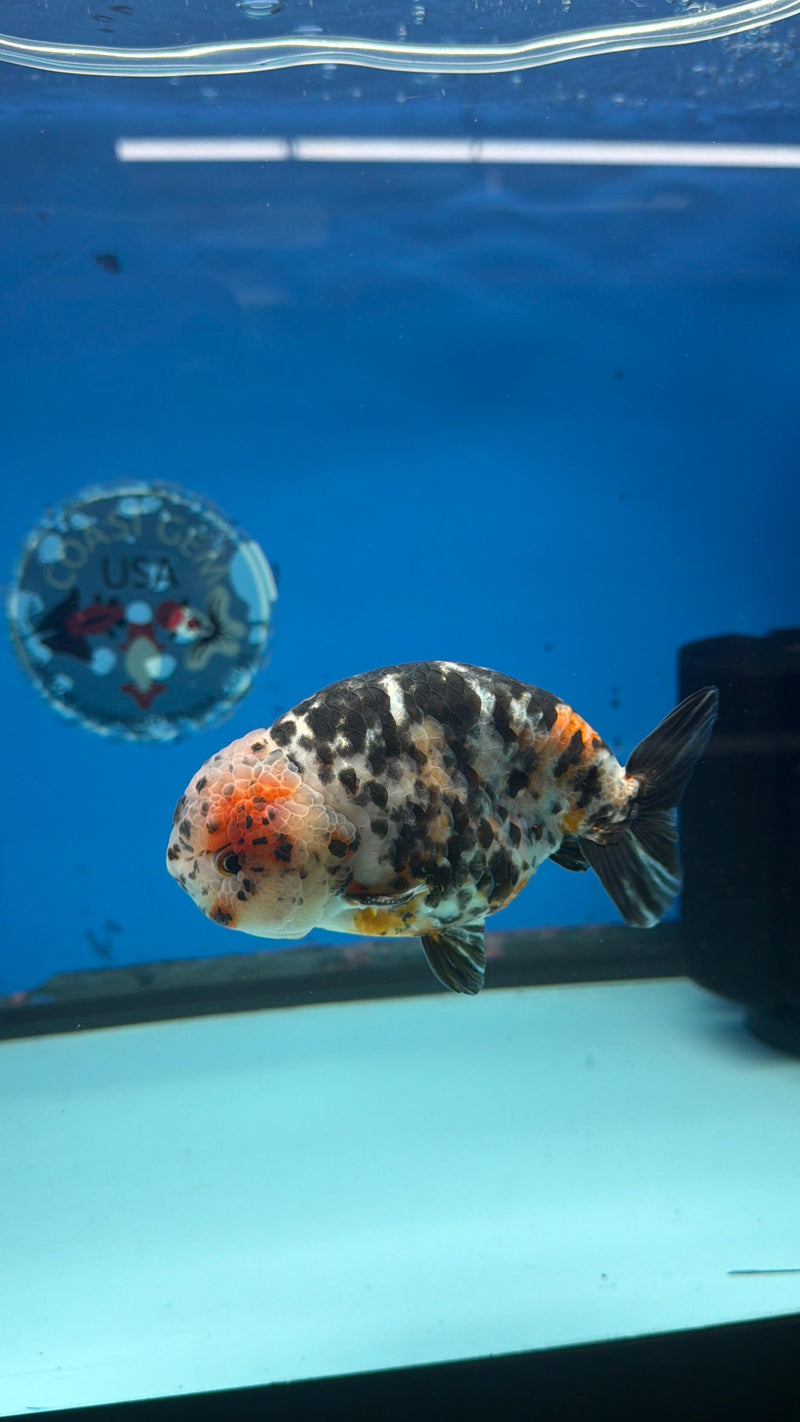 Chinese Ranchu Calico Cow 4in Male (FEB-280)BLUETUBC