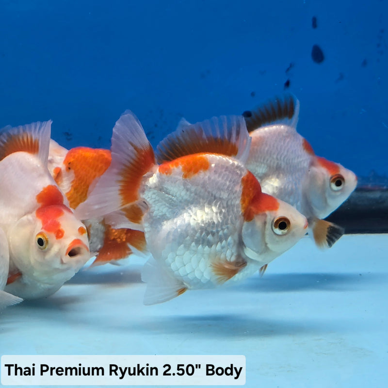Live Fancy Goldfish Premium Select Our Choice Thai Red/White Ryukin 2.50 inch Body(CGF)