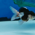 Thai Oranda Tri Color Short body breed 2.5" Body Female 6mths(FEB-560)R3B22