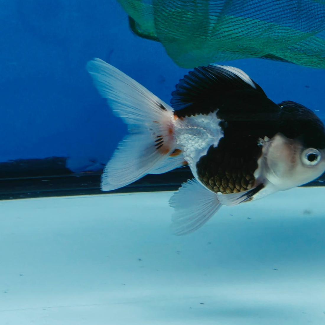 Thai Oranda Tri Color Short body breed 2.5" Body Female 6mths(FEB-560)R3B22